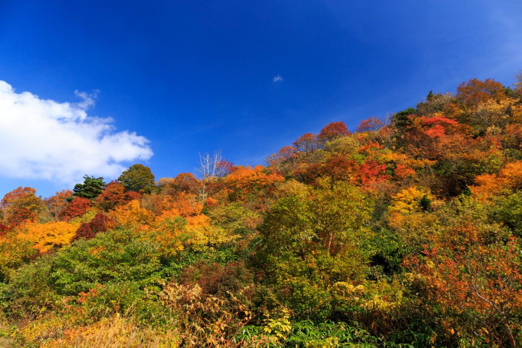 紅葉と秋の青空